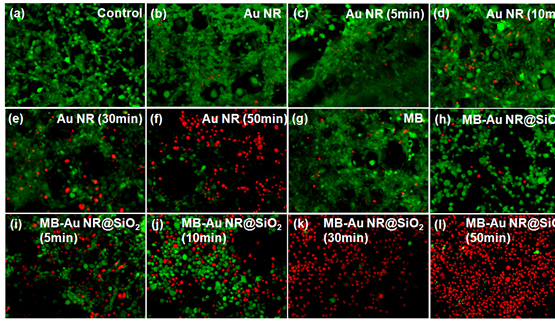 (a) Control, (b) Au NR, (c) Au NR (5min), (d) Au NR(10min), (e) Au Nr (30min), (f) Au NR (50min), (g) MB, (h) MB-Au NR@SiO₂, (i) MB-Au NR@SiO₂ (5min), (j) MB - Au NR@SiO₂ (10min), (k) MB-Au NR@SiO₂ (30min), (l) MB-Au NR@SiO₂ (50min)